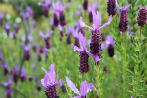 Aceite Esenciales Eucaliptos Garc&iacute;a Palomo Huelva