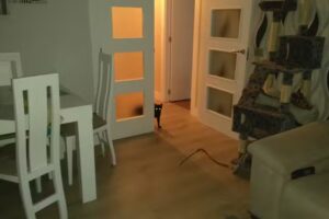 BEAR medias y complementos