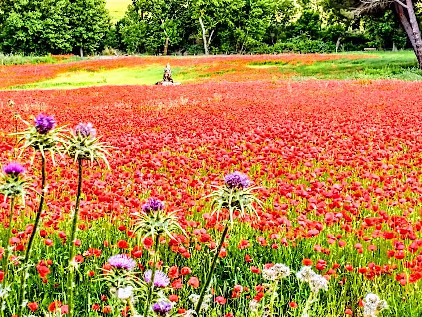 Campo de Amapolas
