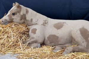 Naizena Merchandising