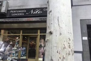 Perfumer&iacute;a, Lencer&iacute;a y Confecciones Nilo